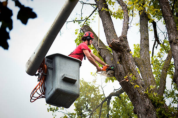 Reliable Bay City, TX Tree Removal Solutions